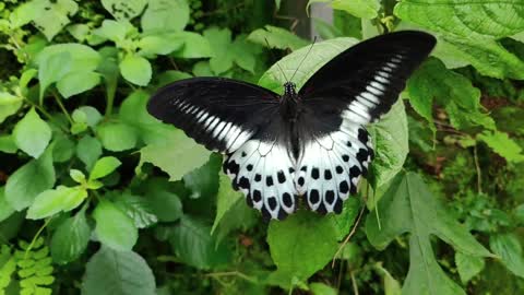 colourful Butterfly flying in Slow Motion