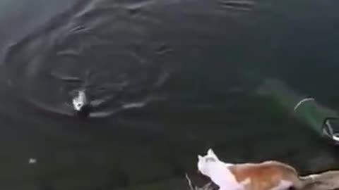 cat vs fish winner