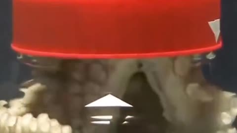 Octopus unscrewing the lid of a vase from the inside