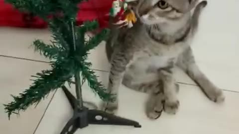 Cute kitten playing with Christmas tree