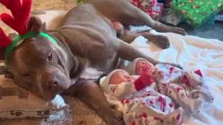Precious Pup Gently Watches Over Newborn Babies