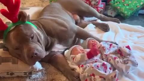 Precious Pup Gently Watches Over Newborn Babies