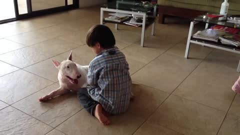 Incredibly Patient Bull Terrier Entertains Energetic Kid