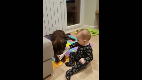 Baby and labrador dog have hilarious tug-of-war with slipper