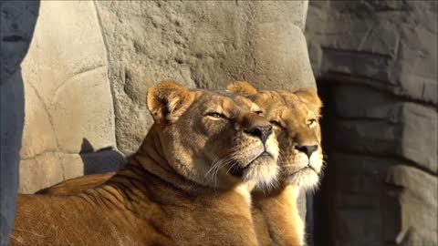 Lion Yawning