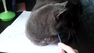 cat liked the pencil!