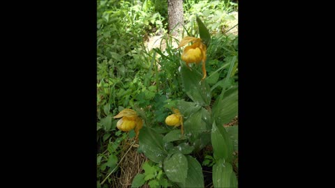 Spring Magic Tall Yellow Lady Slipper Bloom June 2020