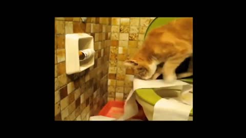 CATS USING TOILET FUNNY PEED AND POOPED WELL.