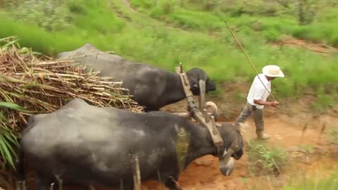 buffalo-drawn ox cart