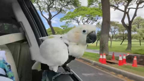 Koko the Cockatoo Windsurfing in Car