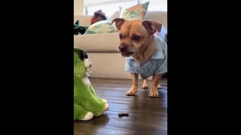 Cute Funny Animals Shorts Video