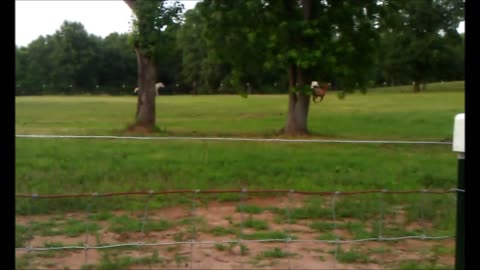 Amazingly Handsome Quarter Horse Tequila Chasing Arabians