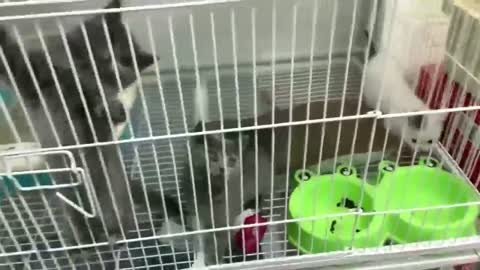 See how lively that gray kitten