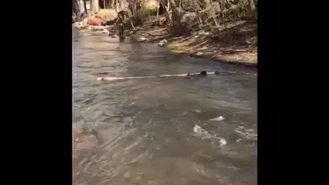 Dog catches an entire tree