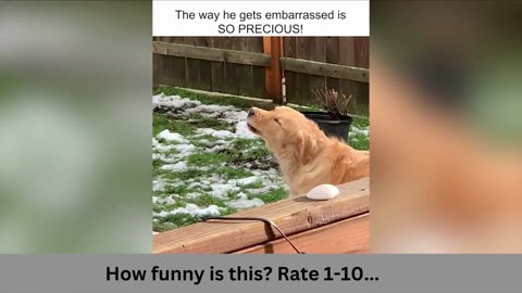 Funny best dog videos 2023