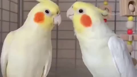 Parrot video __cutest video of beautiful parrots