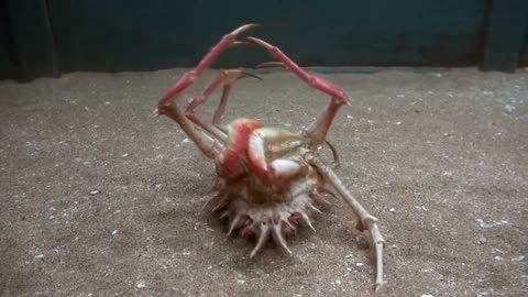 Crab's spoiled style at the bottom of the sea