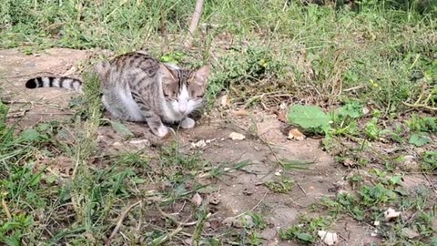 Cute stray cats who don't get along with each other.