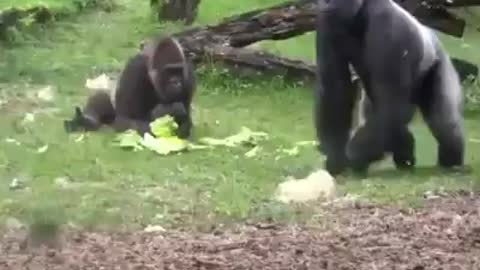 Mummy Gorilla Takes Care of Baby