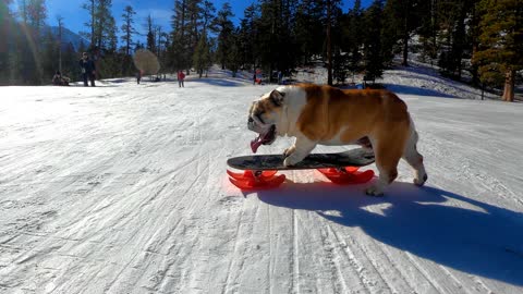 Skilled Bulldog Loves to Snow Skate