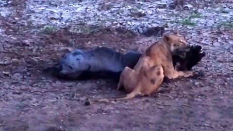 🦁🐃 Predator vs. Prey: Lioness Takes Down Wildebeest 🌿🔥