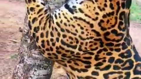 Big Cats Get A Manicure! SO CUTE