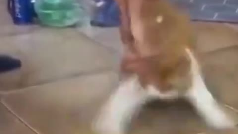 The Ultimate Viral Cat Video