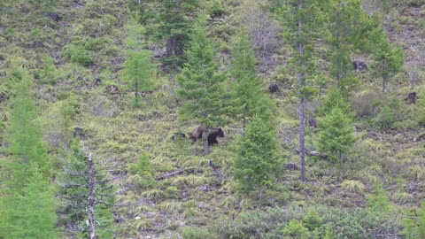 Wild Grizzlies Mate in Montana