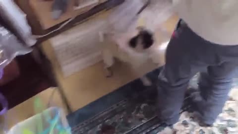 FUNNY DOG BARKING