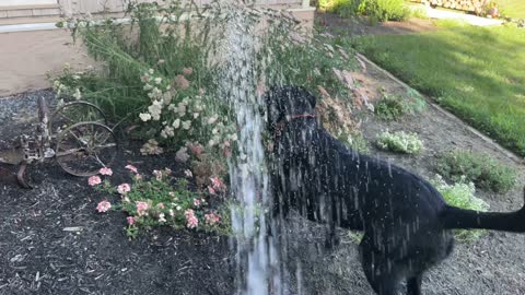 Finny Helps Water The Flowers