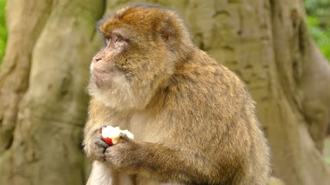 Cute Ape eat apple