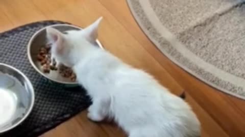 Cat Eats Food