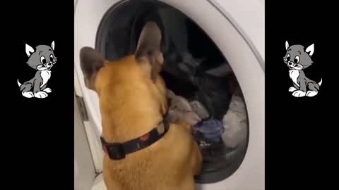 VIDEOS DIVERTIDOS DE PERRO Y GATO🤣🤣🤣🐕🐈😍