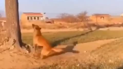 Animal video hit video super
