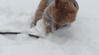 Brown dog wearing grey coat running in snow