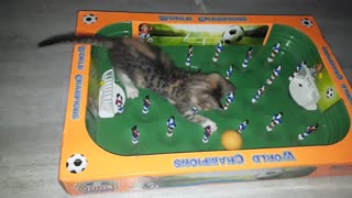 Goal.... Talented kitten plays football and gets a goal