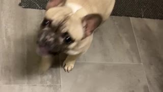 Puppy French Bulldog wants attention
