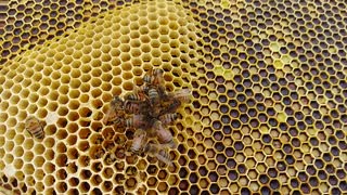 Honey Bees Cleaning Honeycomb