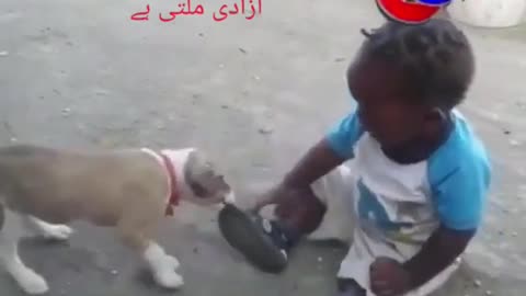 Baby vs Cute Dog