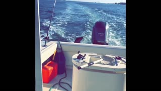 Beautiful Sea Lion Swims with Boat