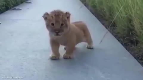 BABY LION ROAR - THIS IS SO CUTE