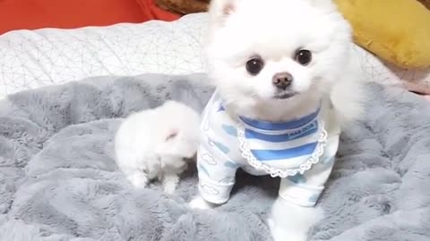 two little white dogs