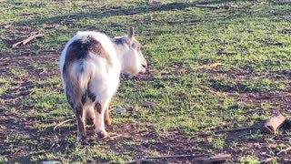 Goat Eating Bark 03.2022