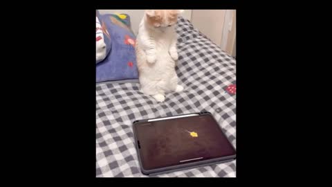 Cats playing with tablets