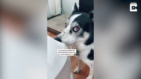 Dog Nibbles On Bed Sheets For Attention From Owner🐶😍