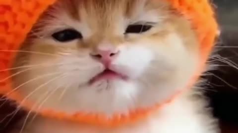 Cute cat voice