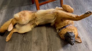 Goofy, Cute, German Shepherd Puppies play and groom each other