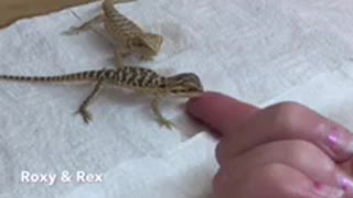Bearded Dragons 1day old Very Thirsty! SO CUTE
