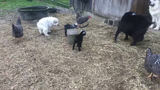 Great Pyrenees Pups Learning to Guard Pygmy Goats