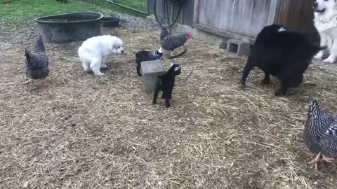 Great Pyrenees Pups Learning to Guard Pygmy Goats